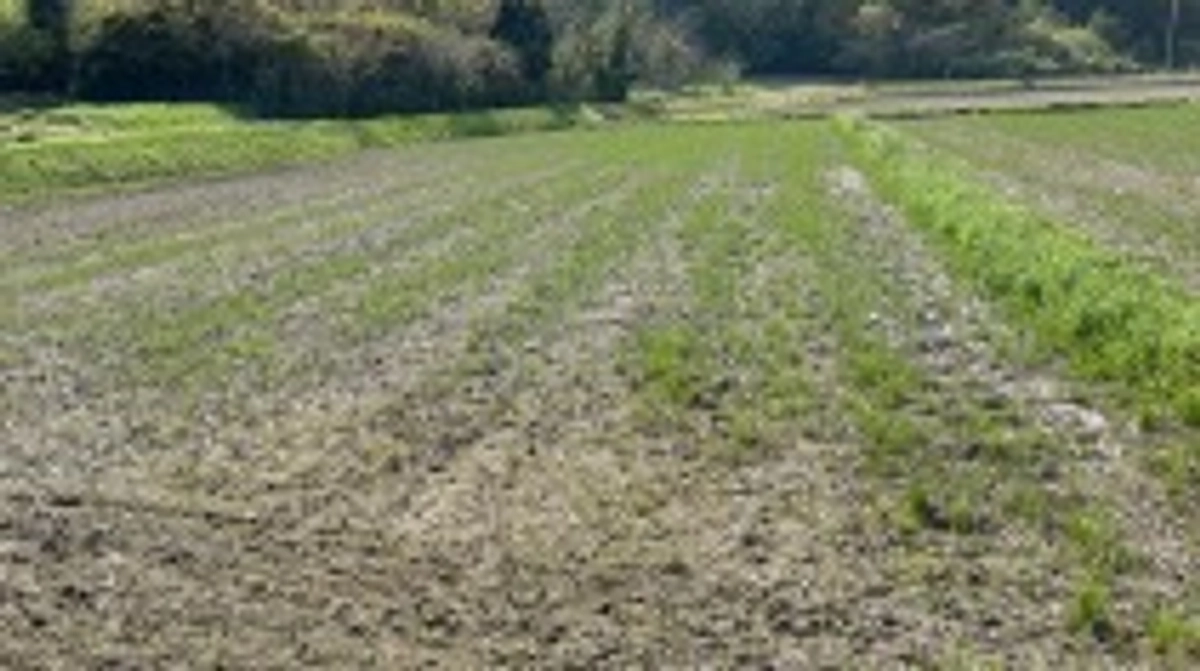 二十四節気　晴明(せいめい)、七十二候　虹始見(にじはじめてあらわる)