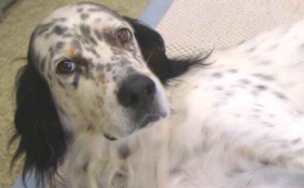 【グッズで応援】CACIオリジナルカレンダー(2021年度)