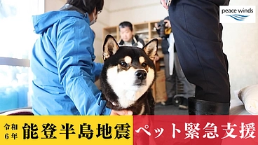 能登半島地震緊急支援～ペットと共に生き抜く全ての「家族」を守りたい のトップ画像
