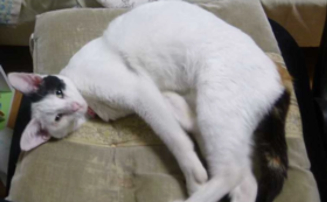 当店オリジナルTシャツを送らせて頂きます。