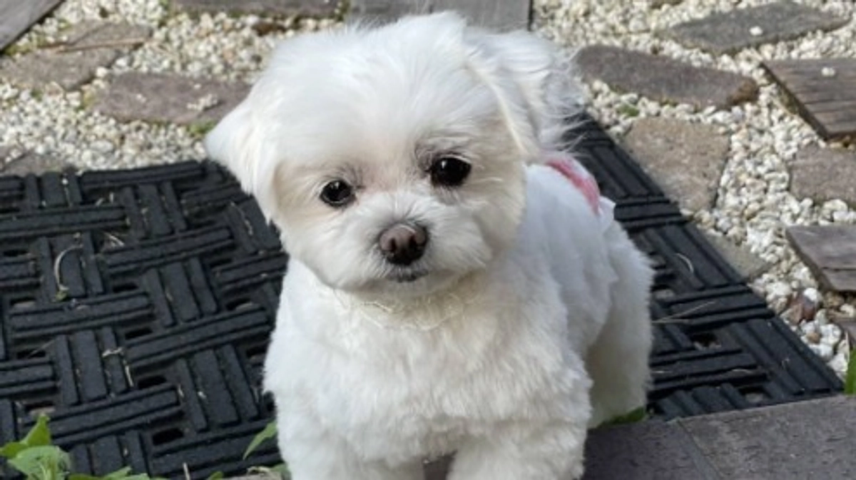 【シニアドッグサポーターで幸せになりました】金儲けの道具だった元繁殖犬が、カフェの看板犬になるまで