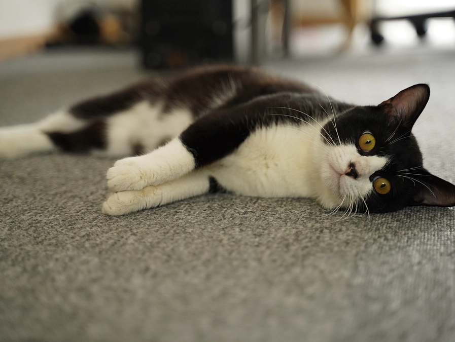 玉が取れてさらに大きくなったハチ