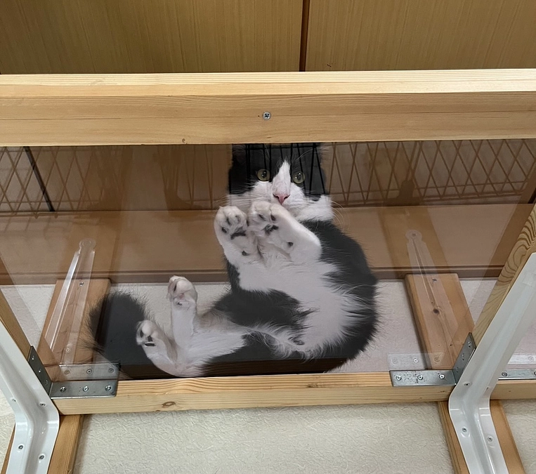 ねこハウス、ねこ友ガーデンの猫たちは