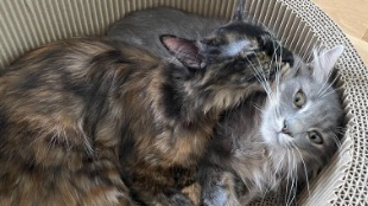 本日アッシュステラプロジェクト公開開始！