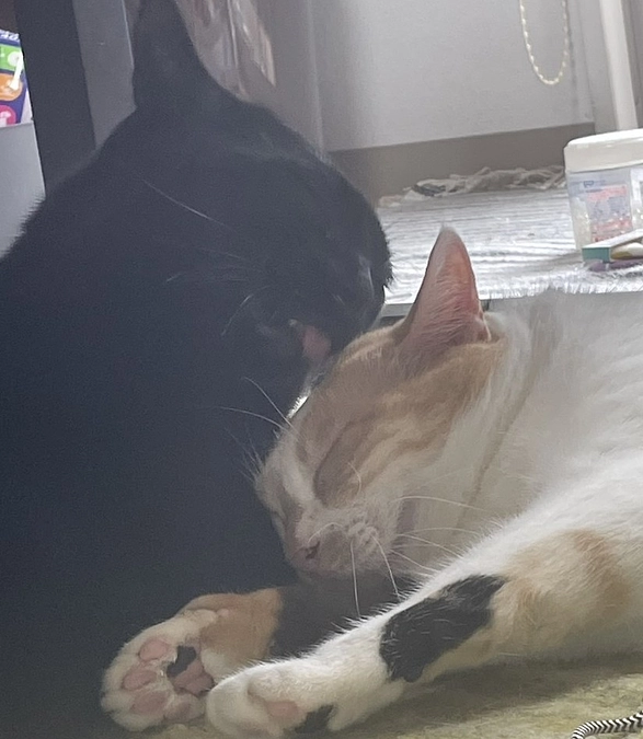 きなこちゃんとツナ君