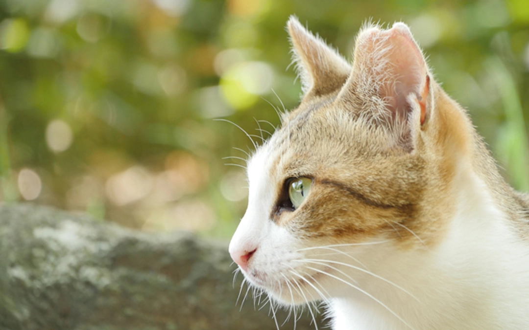 9月さくらねこ無料不妊手術実施予定数