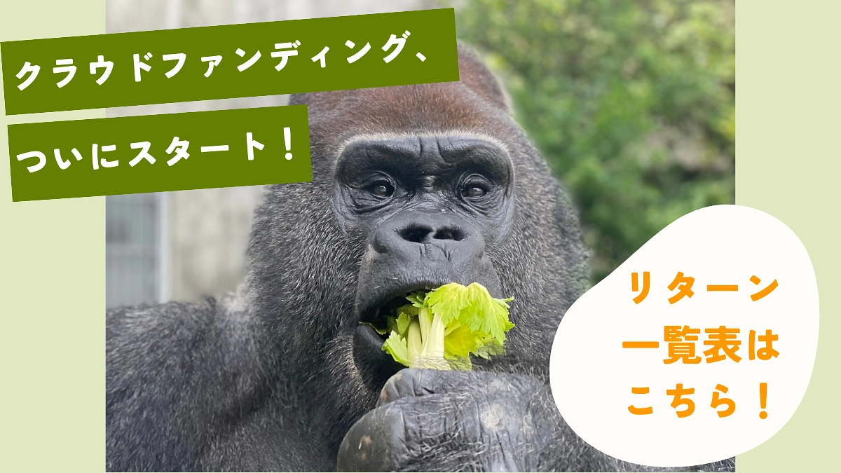 【クラファン活動報告②】リターン一覧表のご案内