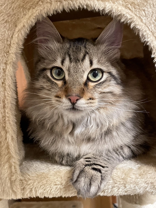 ご支援への感謝と、ちゃむ投薬再開2日目の朝の様子