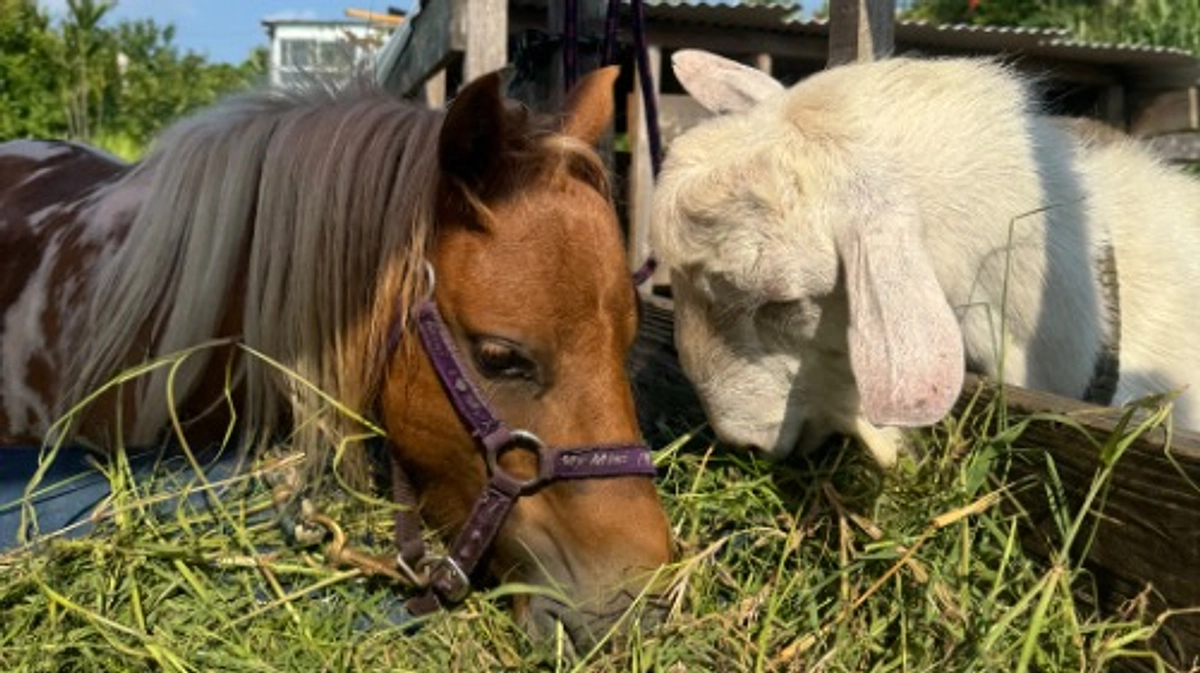 ３度目のクラファンに挑戦中です！