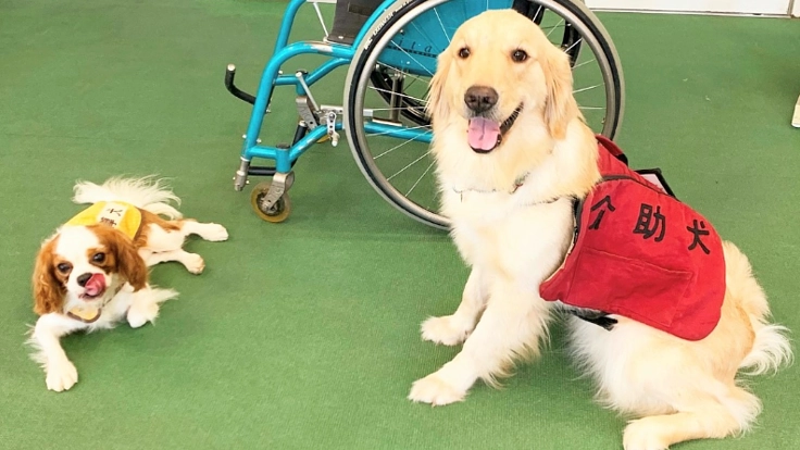 コロナに負けず、補助犬育成を続けたい。福祉車両購入へご支援を