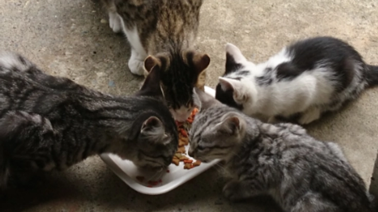 猫ちゃんの避妊手術費用を助けてください