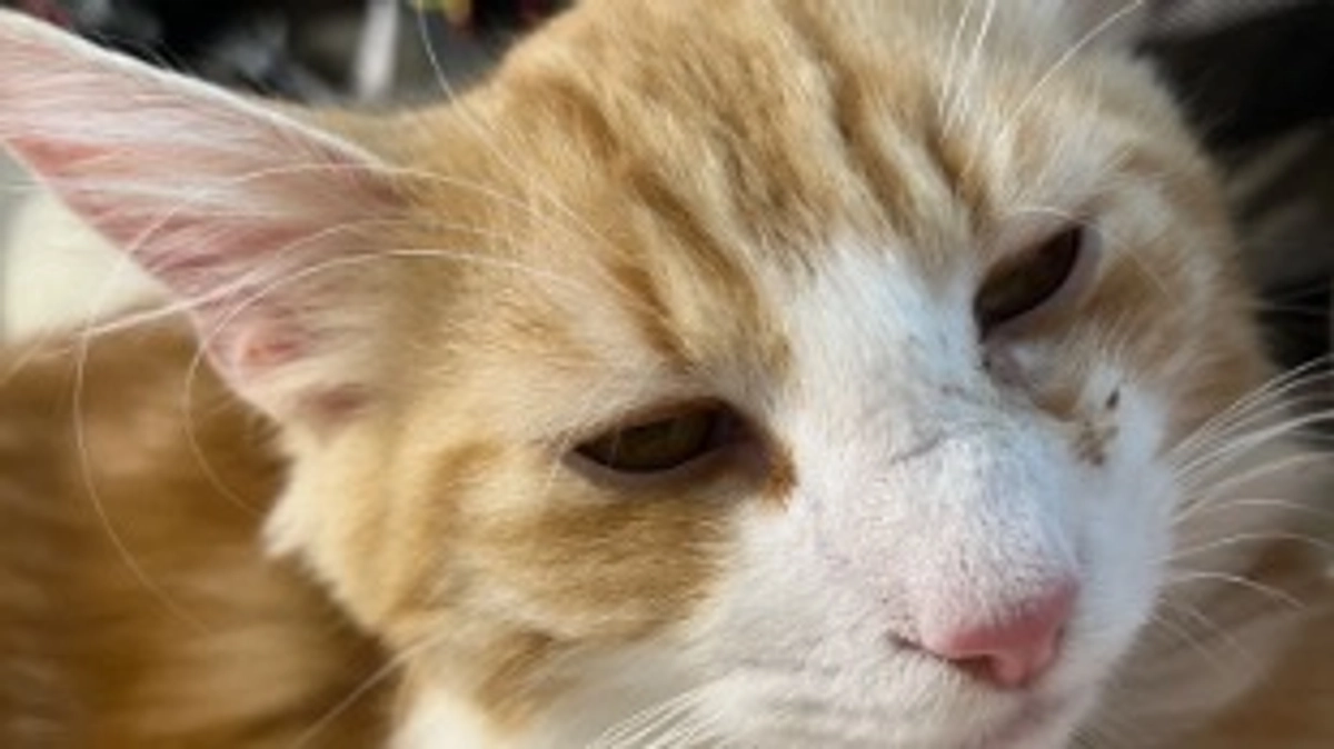 投薬52日目の様子とおめめ事情（出会いのきっかけ）