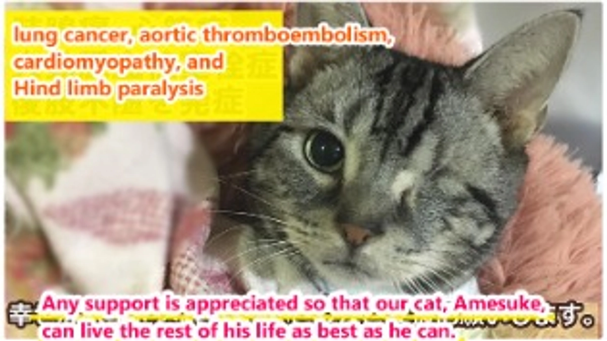 (English translation) Information on support metho