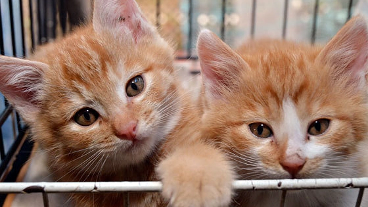 真冬には‐20度になる北海道長沼町に暖かい猫舎を建築したい！