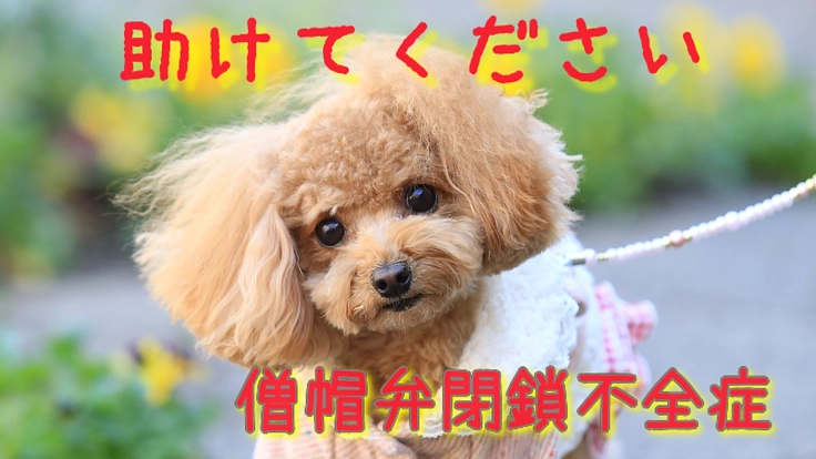 僧帽弁閉鎖不全症の愛犬サニーを手術で助けたい!