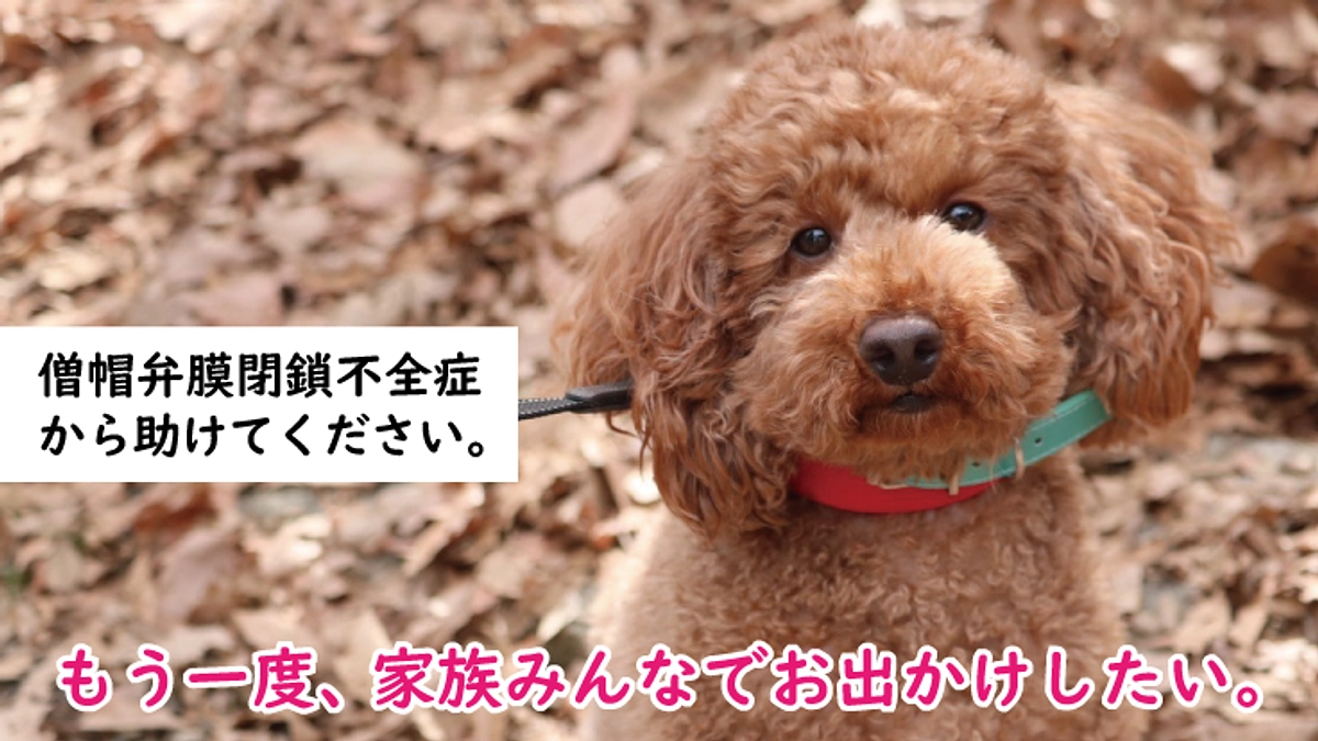 手術を行いました