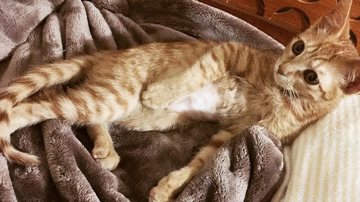 保護した子猫あるく、とても稀な先天性の病気治療と手術をしたい