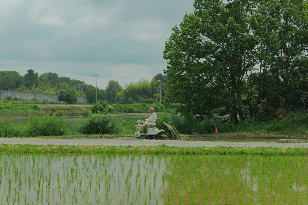 三木市で生産される酒米 山田錦