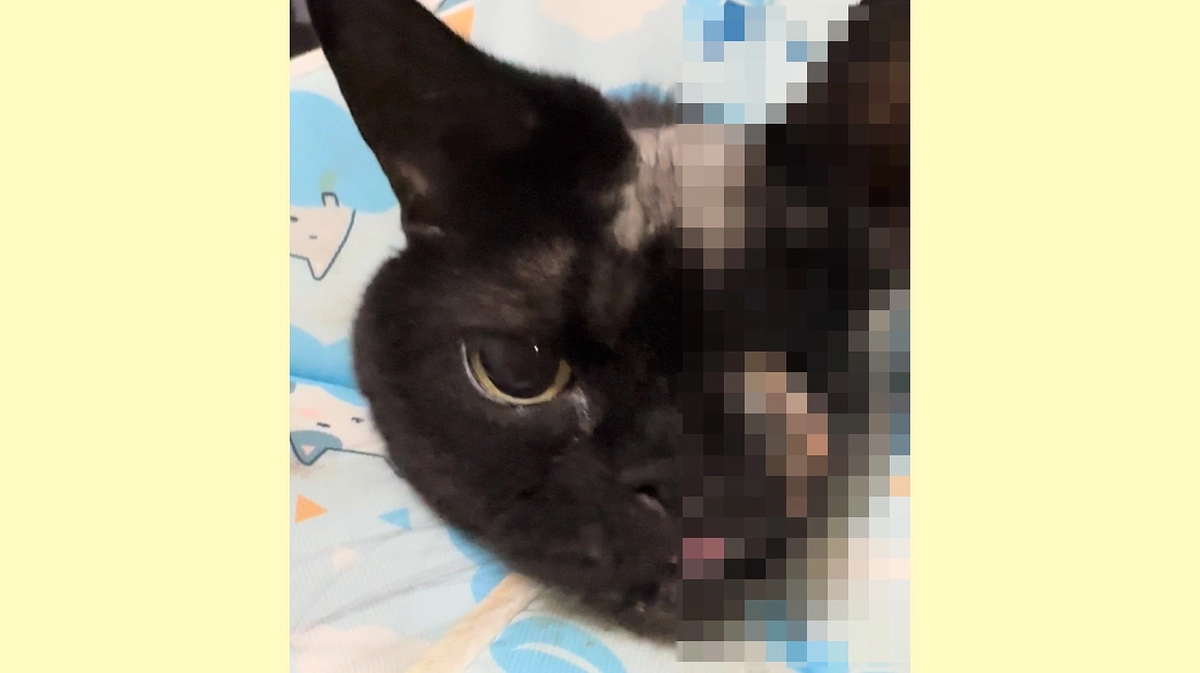 手術痕からの膿の治療中です