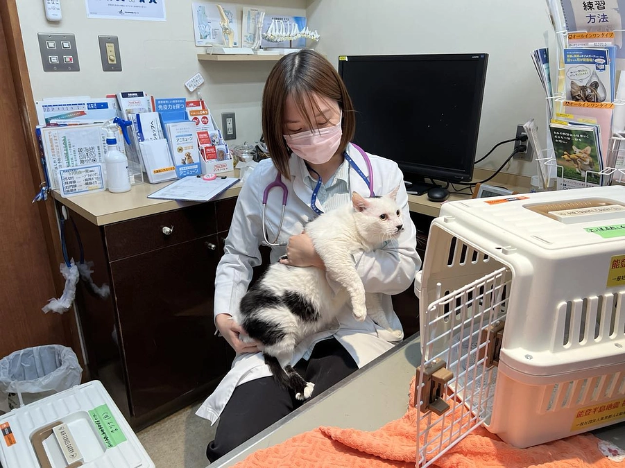 ツナちゃんの元飼い主さんはまだ避難所に。能登から来た被災猫たち～動物病院でメディカルチェック