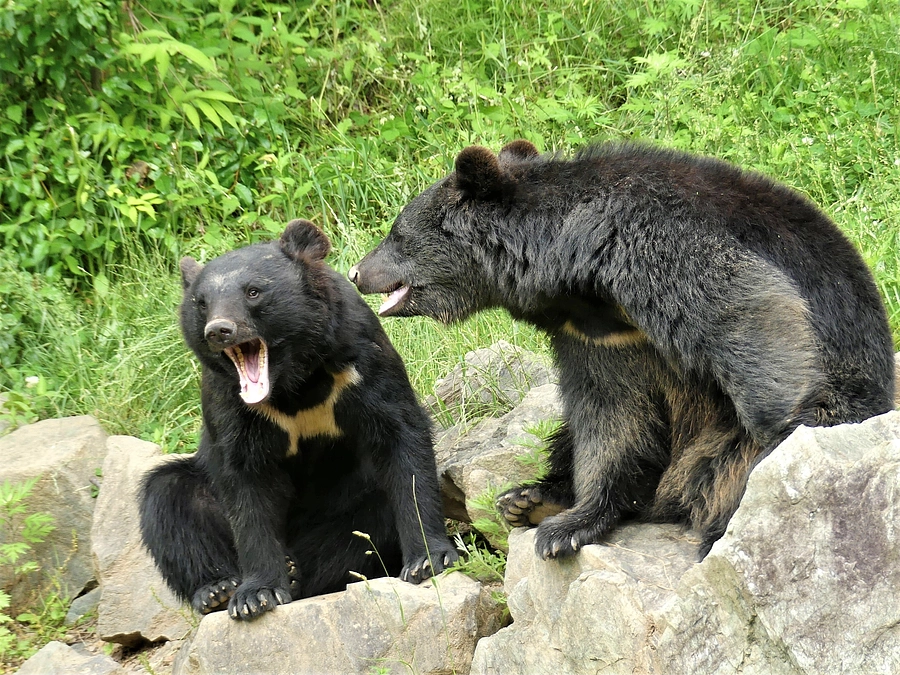 盛岡市動物公園ZOOMO」さん、クラウドファンディングに挑戦中