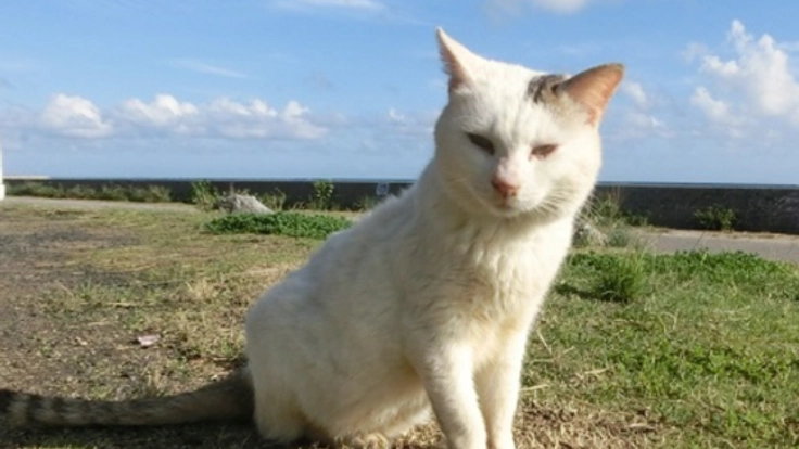 第５弾石垣島の捨てられた猫たちに治療を受けさせたい