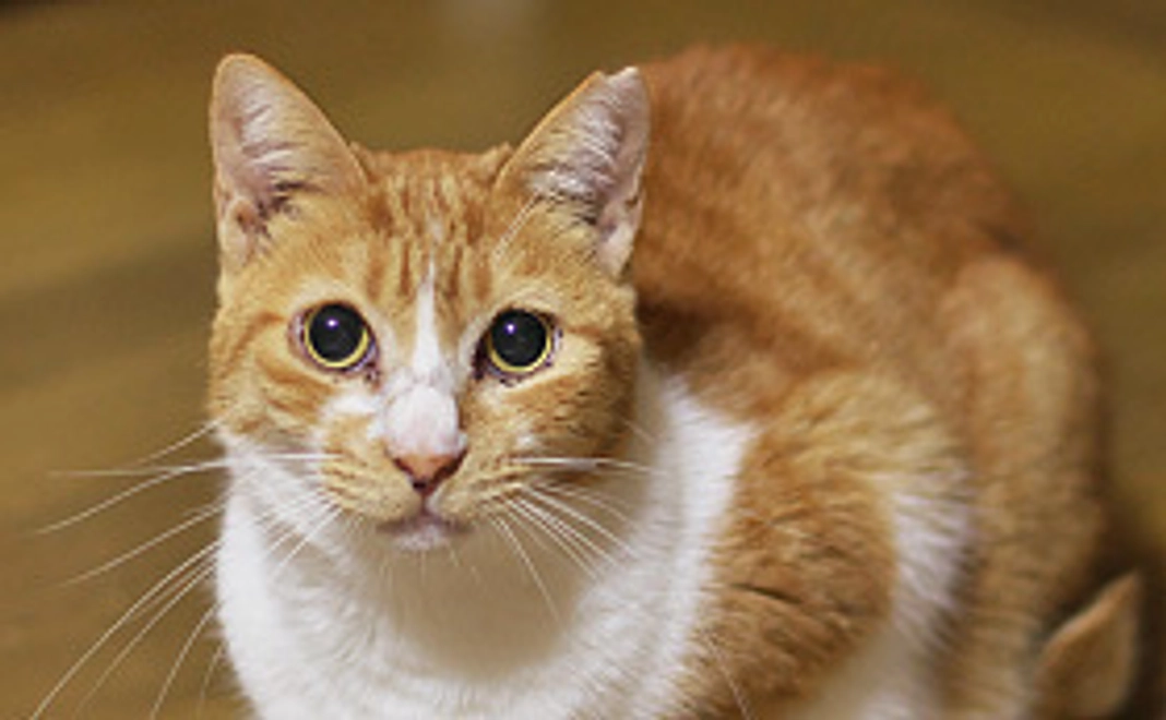 3,000円をご支援頂いた方に！