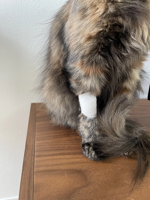 定期検査に行ってきました。