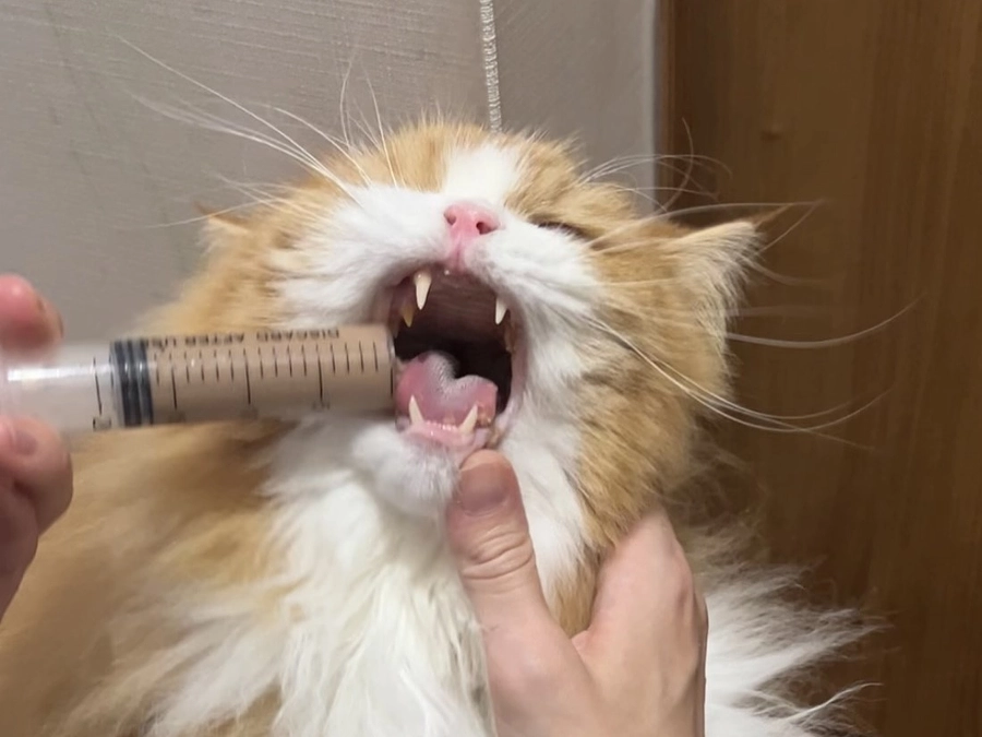 軽度貧血で停滞中。アランくんのお食事事情