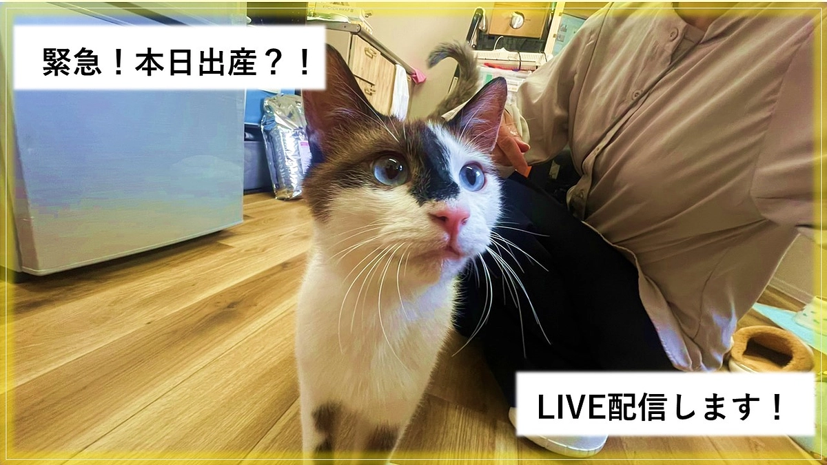 【緊急！】本日出産？！　デイジー日誌vol.2