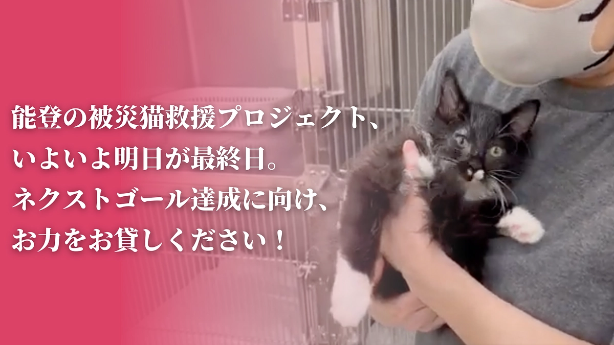 【あと1日】1頭でも多くの被災猫に医療を届け、幸せな未来へ繋いでいきたい。皆様からのご支援が必要です