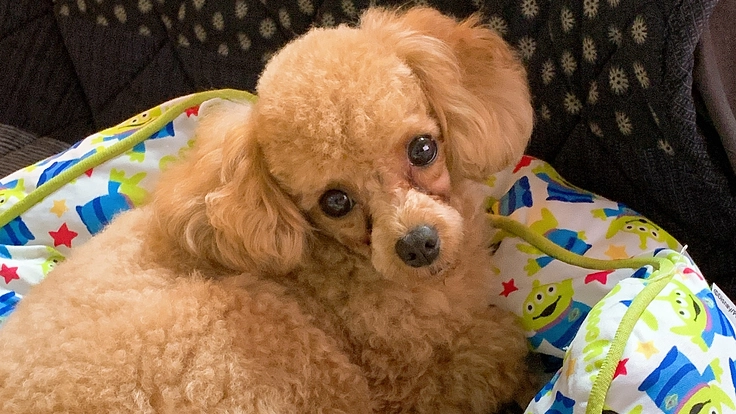 愛犬『こてつ』を元気な姿にするためのご支援をお願いいたします