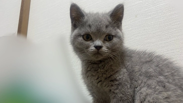 FIP(猫伝染性腹膜炎)混合後期治療にご支援お願いいたします。