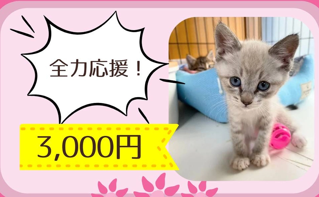 全力応援|3千円