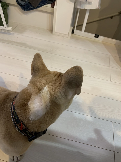 ちくわの闘病日記⑪