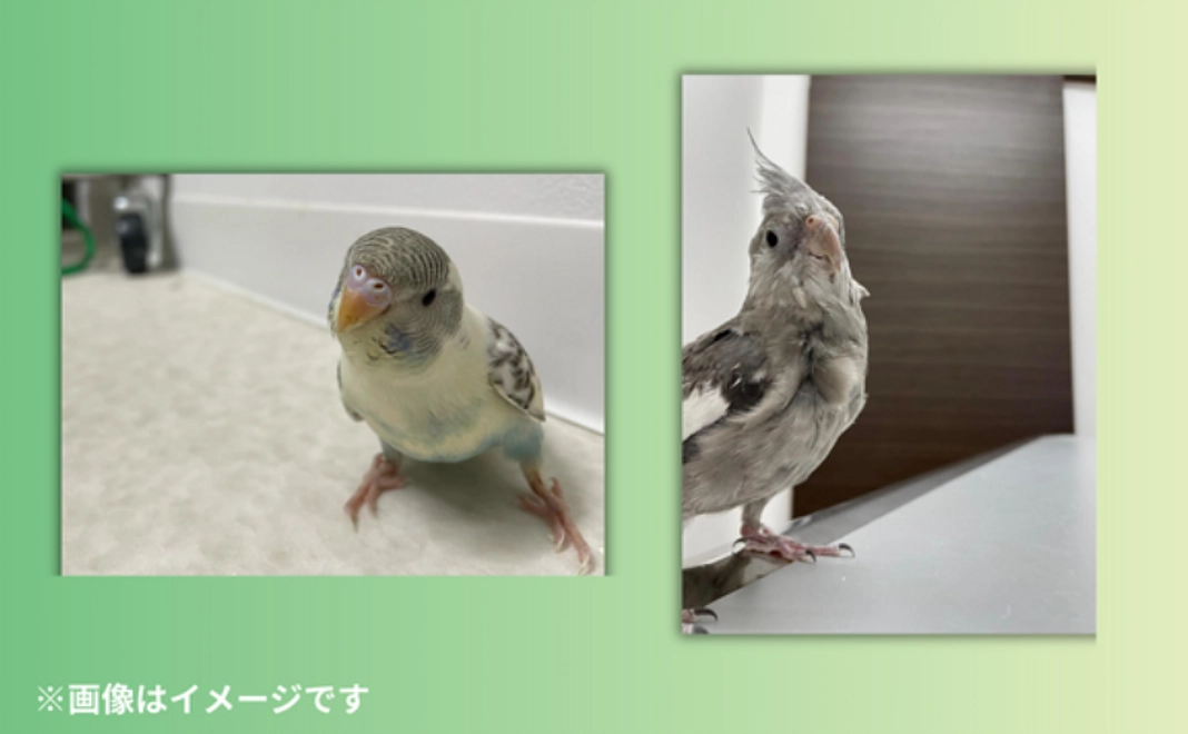 〈7/23追加！〉小さな森のポストカードコース