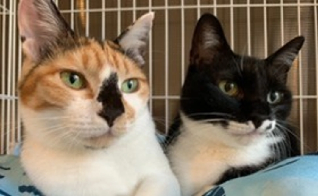 毎月10,000円コース