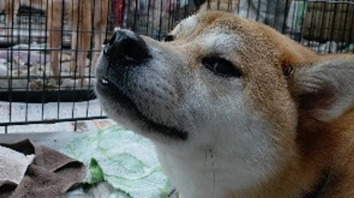 残り26日！なかなかご支援が得られず、応援くださる皆さんには申し訳ない気持ちでいっぱいです。