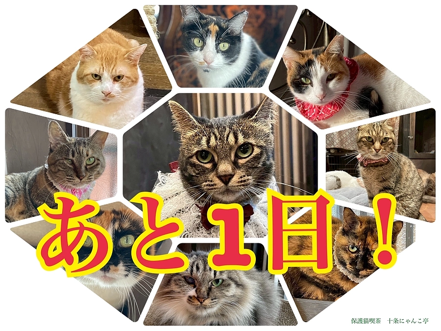 あと33時間‼️ぽんちゃんと少し新店舗⑧