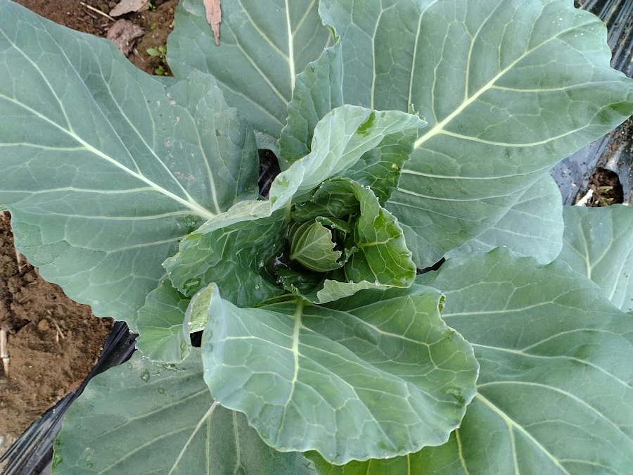 グリーンボールを植えました！　～その３　なかなか丸まらない…～