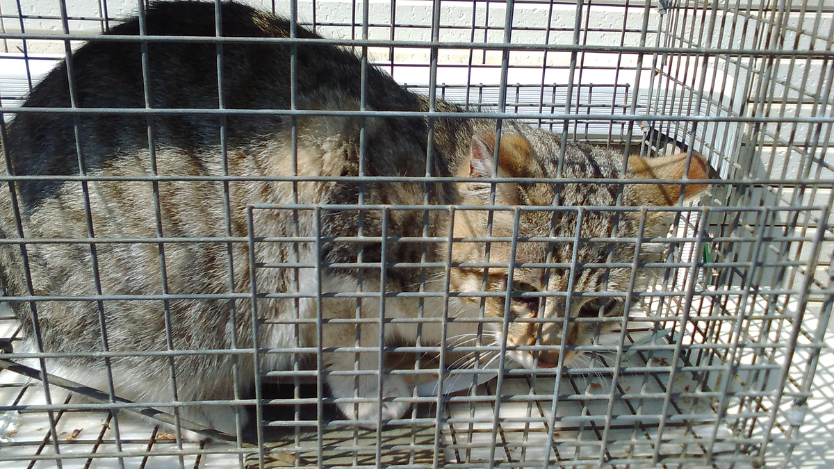 残り２１時間…ネクストゴール挑戦中！