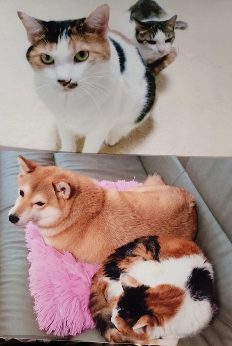 残り４時間となりました…。もう一押しの応援頂けますと幸いです。