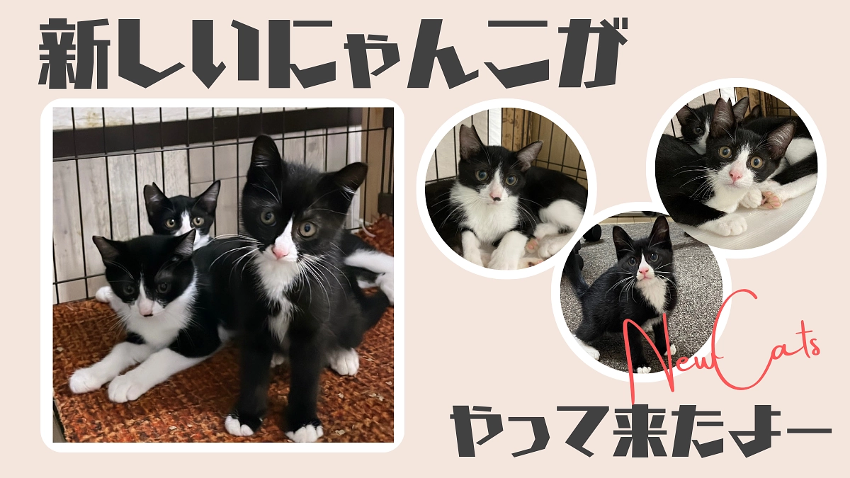 新しいにゃんこさんがやって来ました。