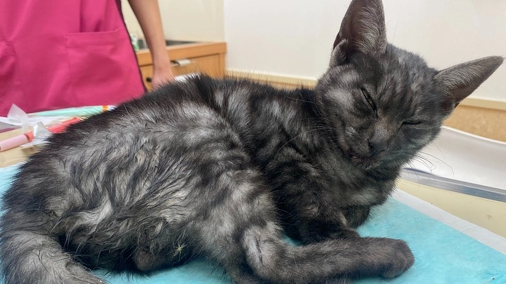 はねられた仔猫を助けるために