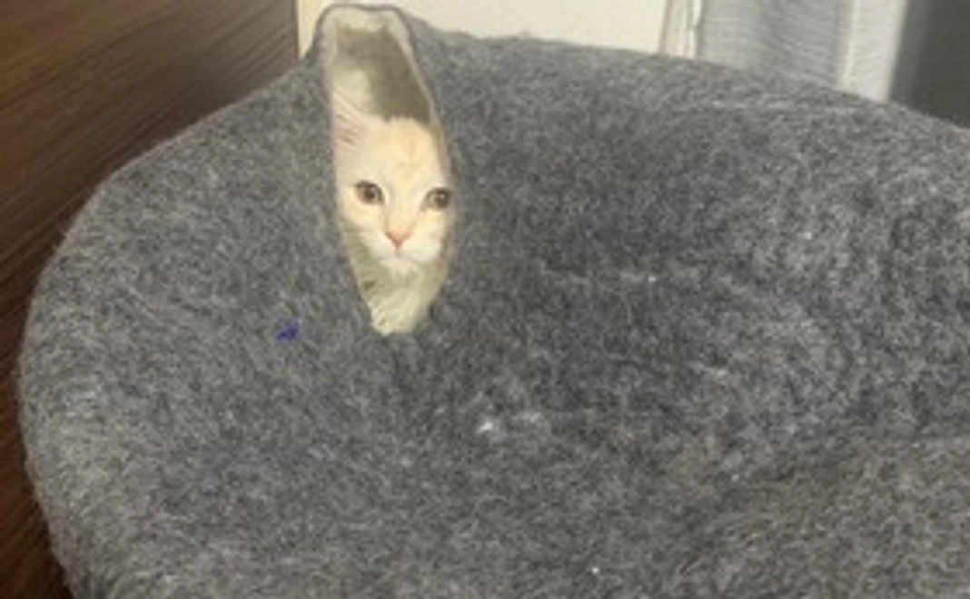 【1,000】頑張れデコ！