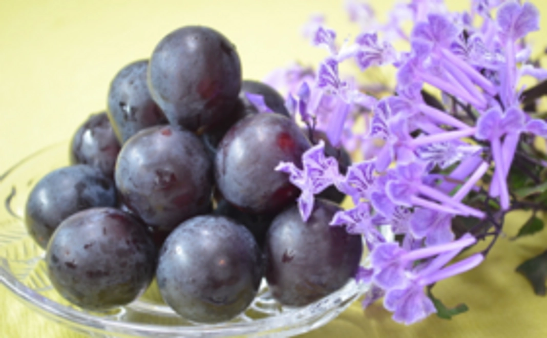 東浦名産の葡萄コース