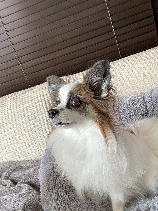 🌳代理支援を入金させていただきました🌳