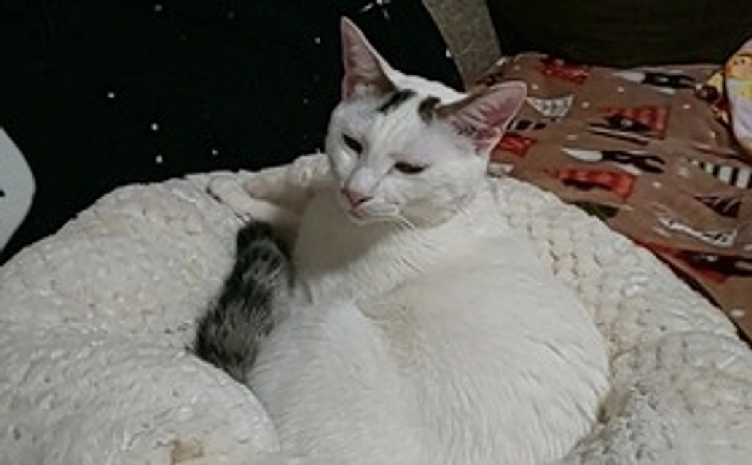 大くん応援コース1(リターン不要)