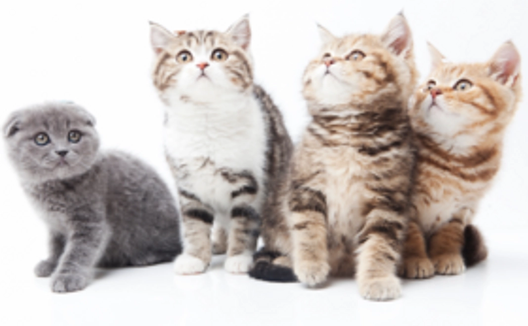 【保護活動スタート応援】①