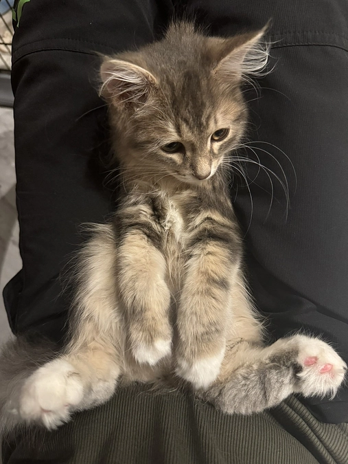 クラウドファンディング【4日目】